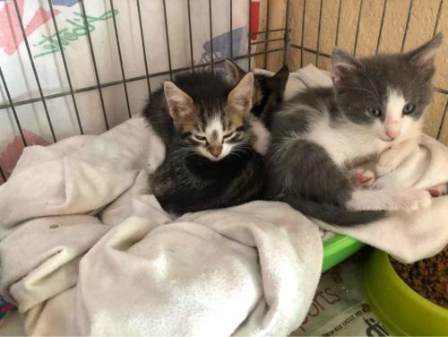 photos de petits chats